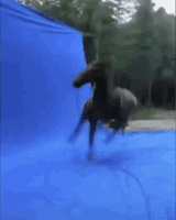 horse