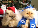 cats_persian-1