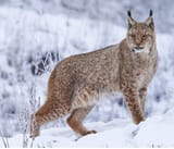 lynx