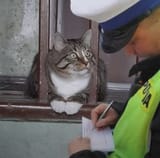 TicketforCatting