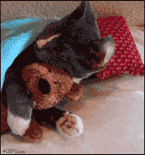 cat_and_his_sleeping_toy