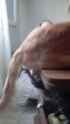 kot_playing_thumb.jpg