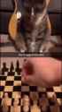 kot_chess_thumb.jpg