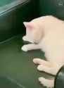 kot_got_confused_thumb.jpg
