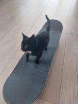 kitty with the skateboard