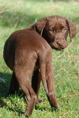 Brown female dog