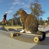 Didga-Skateboarding