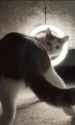 cat twerk_thumb.jpg