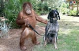 chimp holding leashed attached to dog