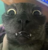 1667776354696432