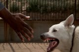 White_Dog