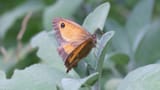 meadow brown eating my sage