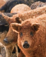 Vörös Mangalica