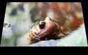 froge_thumb.jpg