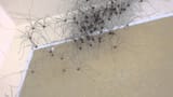 daddylonglegs-1706000847