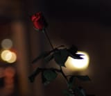 deadflowers