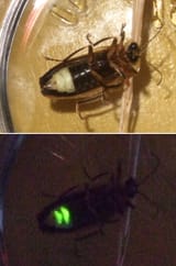 Firefly_composite