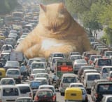 catzilla