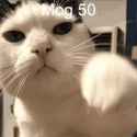 mog-mog50_thumb.jpg