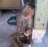 monkey
