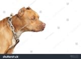 stock-photo-dangerous-dog-or-vicious-dog-brown-pitbull-fierce-eyes-in-a-big-chain-295136582