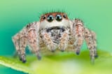 H_pyrrithrix_female_Hutton-2100px-500x333