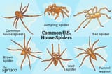 common-house-spiders