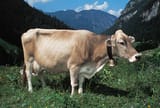 cow-Brown-Swiss-5290136
