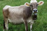 brown-swiss-2-1024x683-3501489751