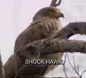 shocked-shock-hawk_thumb.jpg