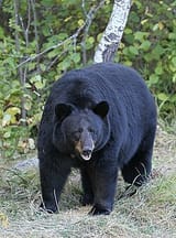 01_Schwarzbär