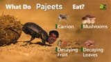 pajeet(1)
