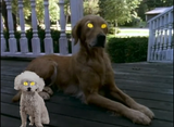dogs