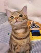mr kitty aristocrat