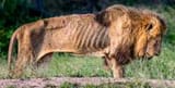 dyinglion