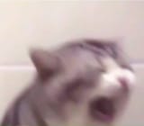 Thread 60749667 OP Image
