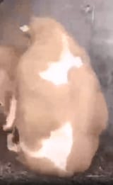 bullbonk