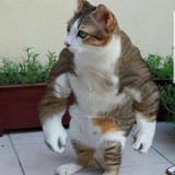 cat_muscle