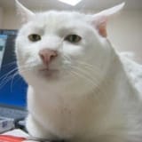 fetchimage