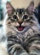 happy retard!
