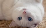 127914-cat-upside_down-carpets-blue_eyes-animals-3156635807