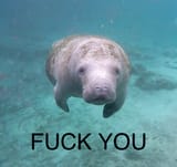 manatee