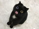 Onion