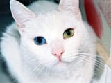 You Wont Believe What This Cat Has To Say About Minorities