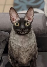 1733445779482094