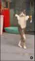catdancing_thumb.jpg