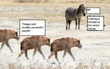 dopaminehyenas