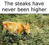 1746747382661804