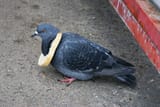 kingpigeon