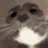 1682410598112849